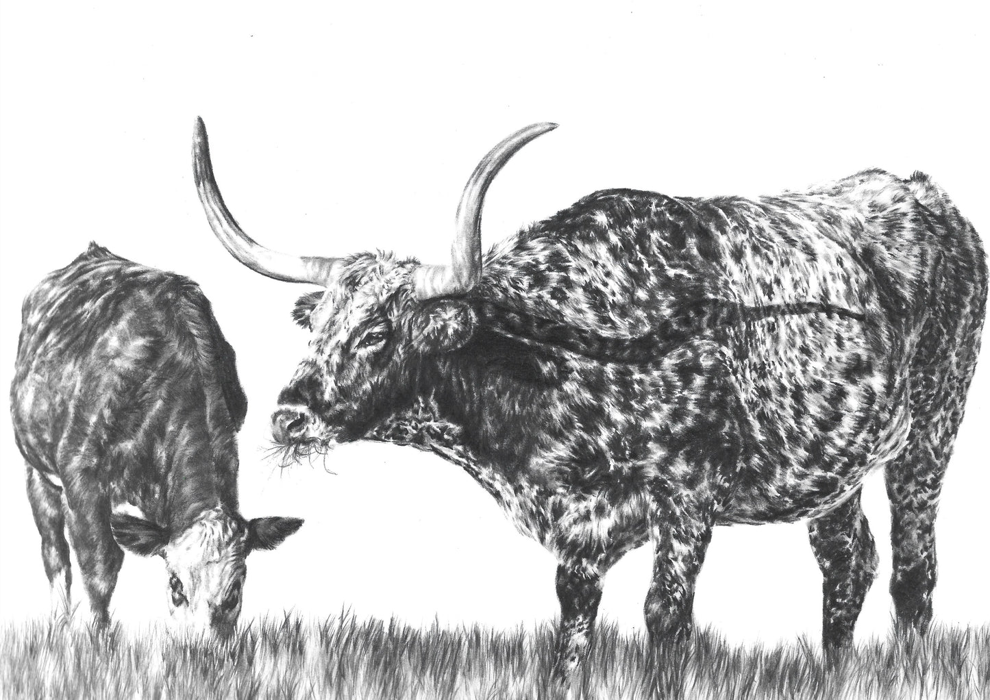 Open Range - Original Artwork